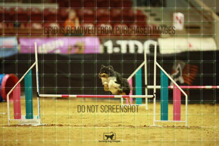 Goal_Angel_Ring_3_Wednesday_Speedstakes_Semi_Final_267_VW_5900