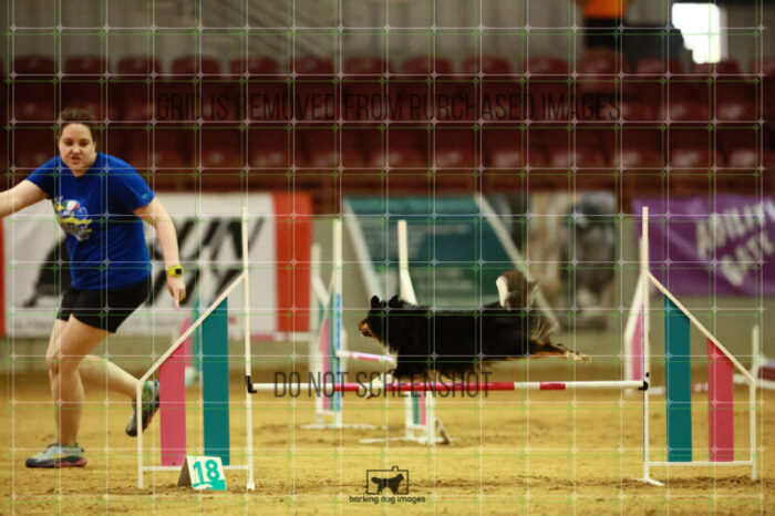 Goal_Angel_Ring_3_Wednesday_Speedstakes_Semi_Final_267_VW_5909