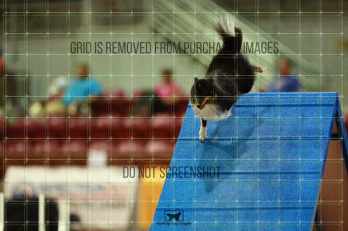 Goal_Angel_Saturday_OpenAgility_177_VW_3061