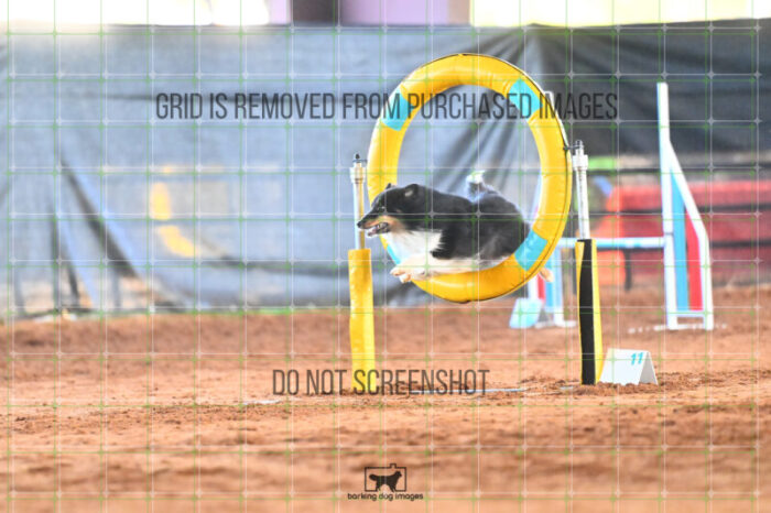 Goal_Angel_Saturday_WTAJumping_185_LB_2640