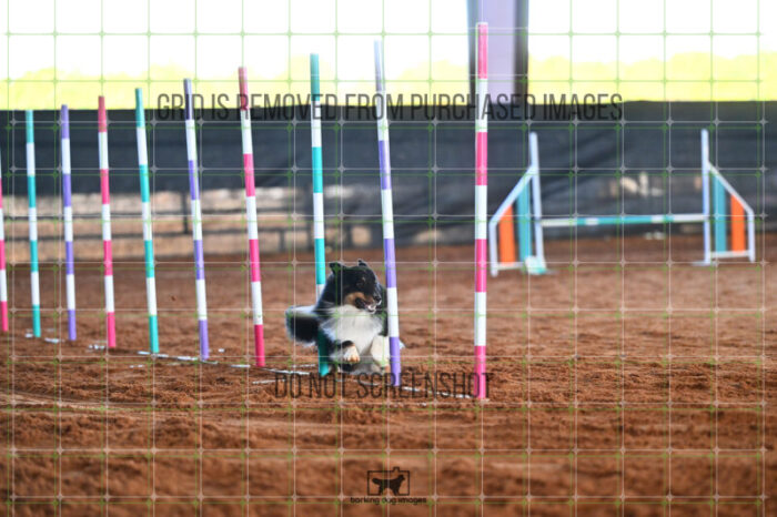 Goal_Angel_Saturday_WTAJumping_185_LB_2648