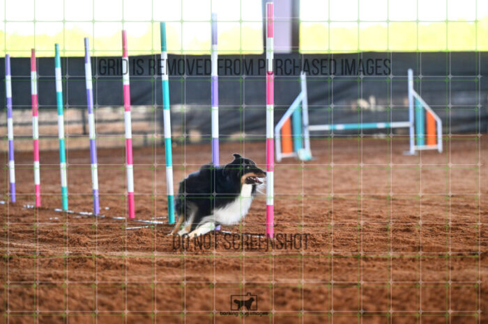 Goal_Angel_Saturday_WTAJumping_185_LB_2650