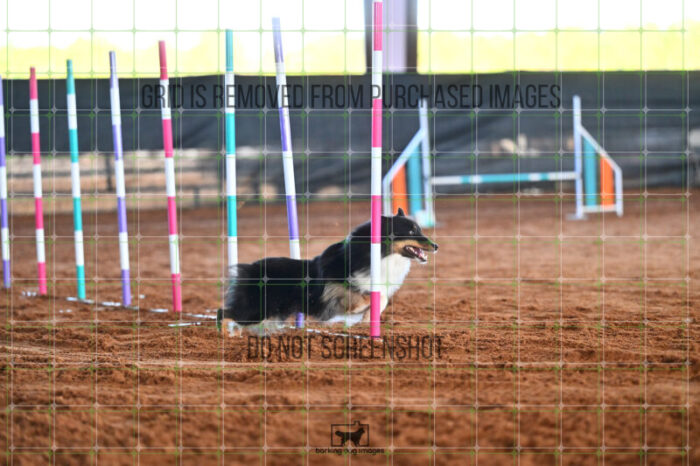 Goal_Angel_Saturday_WTAJumping_185_LB_2651