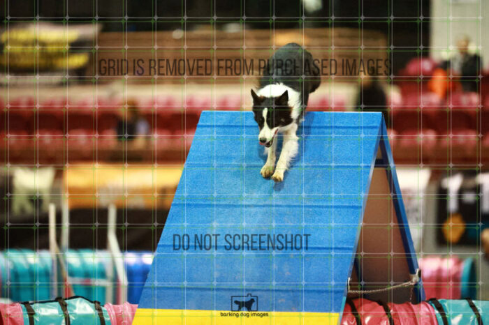 Gracie_Wiss_Saturday_OpenAgility_106_NH_0145