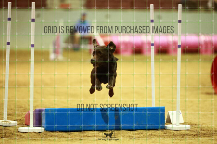 Lance_Taura_Friday_MastersAgilityFinal_110_NH_0325