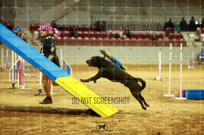 Lance_Taura_Friday_MastersAgilityFinal_110_NH_0331