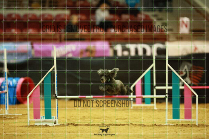 Kahuna_Mello_Ring_3_Wednesday_Speedstakes_Semi_Final_151_VW_2170