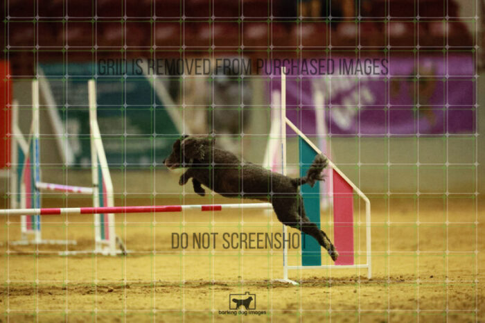 Kahuna_Mello_Ring_3_Wednesday_Speedstakes_Semi_Final_151_VW_2191