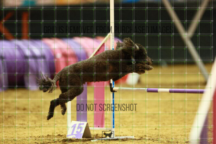 Kahuna_Mello_Saturday_OpenAgility_219_KO_5528