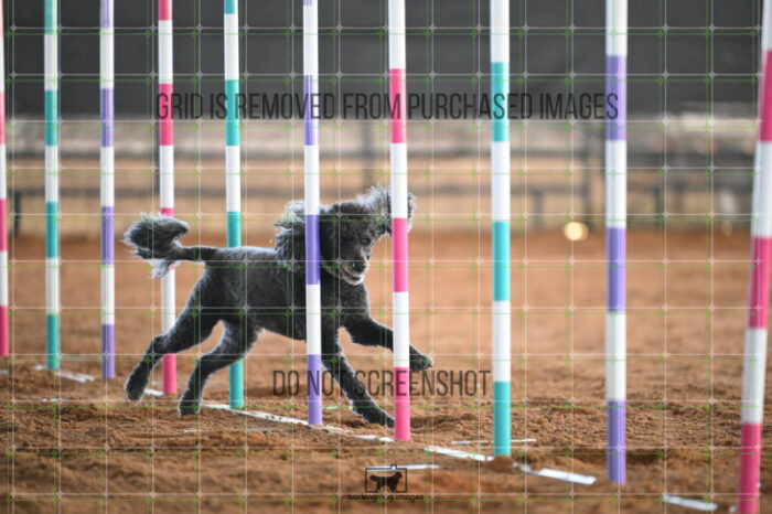 Kahuna_Mello_Saturday_WTAJumping_195_AS_4756