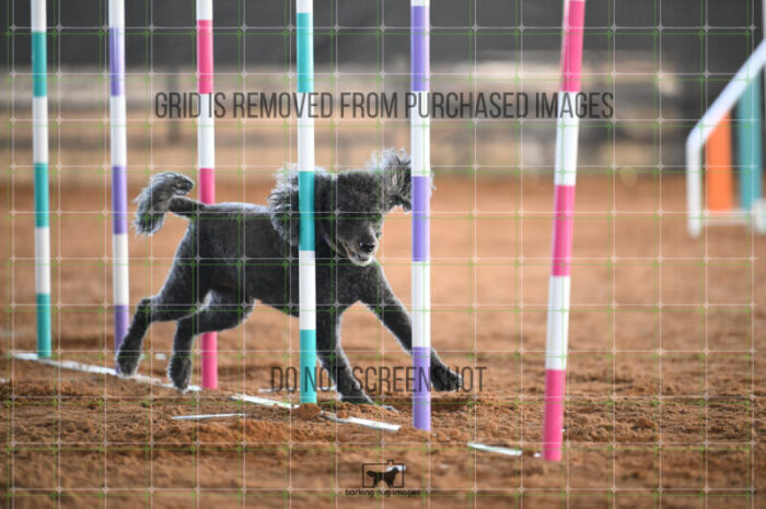 Kahuna_Mello_Saturday_WTAJumping_195_AS_4759
