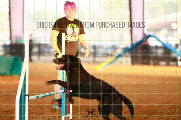 Lance_Taura_Wednesday_Round_1_Agility_128_JC_5058