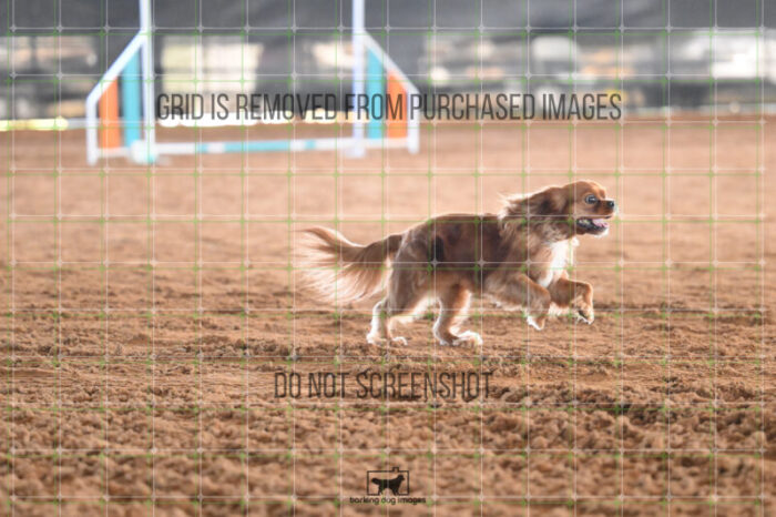 Pagnee_Onstott_Saturday_WTAJumping_133_2_AS_1494