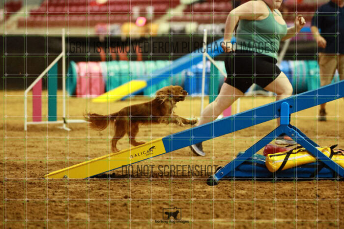 Pagnee_Onstott_Thursday_Masters_Agility_Heat_246_SH_5935