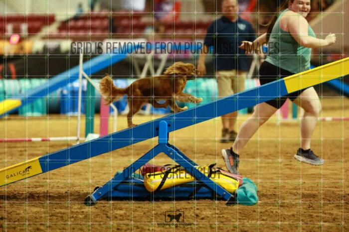 Pagnee_Onstott_Thursday_Masters_Agility_Heat_246_SH_5940