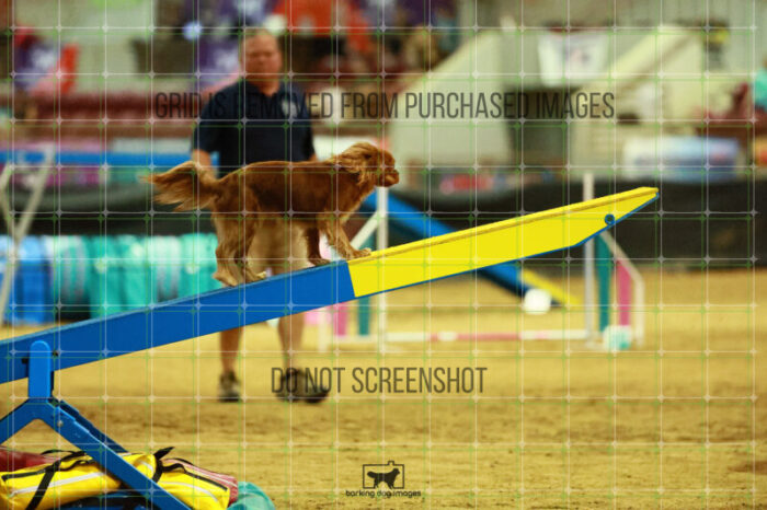 Pagnee_Onstott_Thursday_Masters_Agility_Heat_246_SH_5941