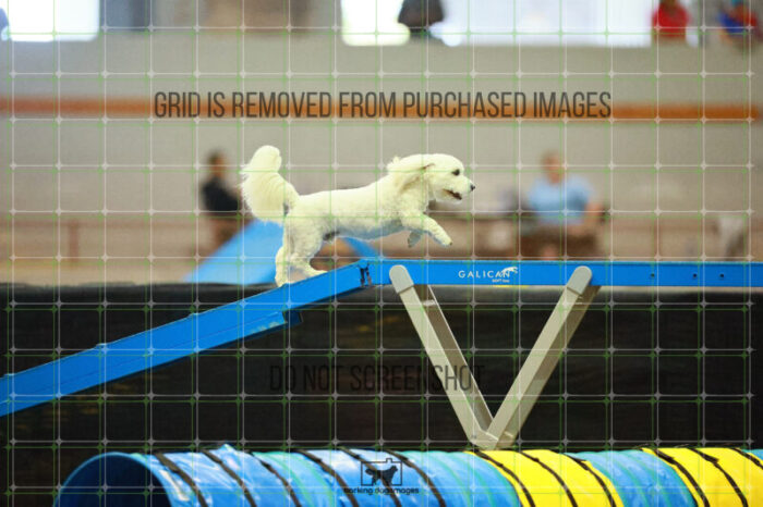 Jack-Jack_Ryan_Ring_2_Saturday_OpenAgility_174_SH_2977