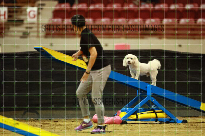 Jack-Jack_Ryan_Ring_2_Saturday_OpenAgility_174_SH_2988