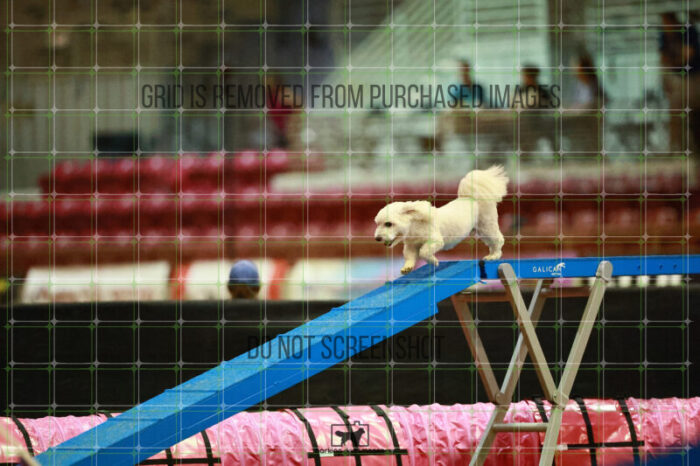 Jack-Jack_Ryan_Thursday_Masters_Agility_Heat_166_VW_3071
