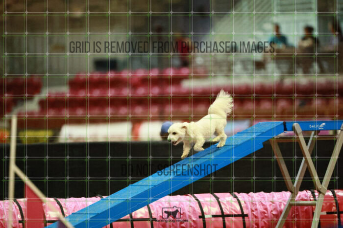 Jack-Jack_Ryan_Thursday_Masters_Agility_Heat_166_VW_3073