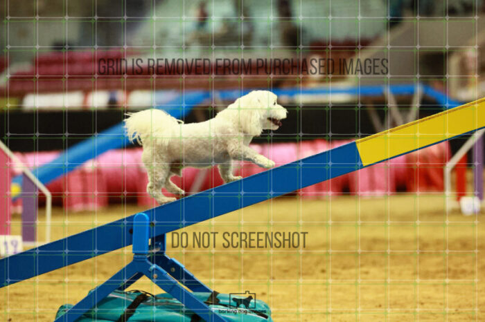 Jack-Jack_Ryan_Thursday_Masters_Agility_Heat_166_VW_3081