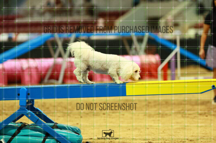 Jack-Jack_Ryan_Thursday_Masters_Agility_Heat_166_VW_3085