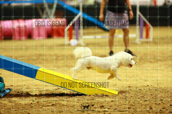 Jack-Jack_Ryan_Thursday_Masters_Agility_Heat_166_VW_3088