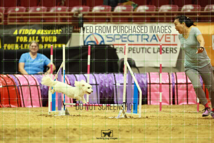 Jack-Jack_Ryan_Thursday_Masters_Agility_Heat_166_VW_3095