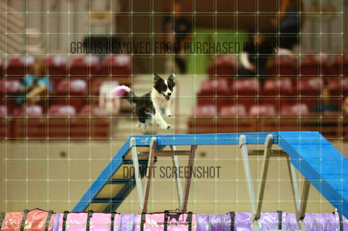 Lanna_Polazzi_Round_1_Agility_150_KO_7094