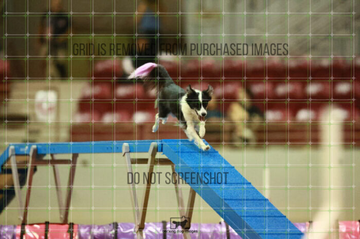 Lanna_Polazzi_Round_1_Agility_150_KO_7098