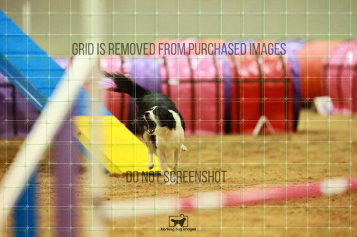 Lanna_Polazzi_Round_1_Agility_150_KO_7102