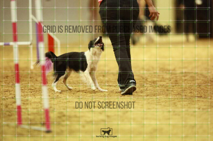 Lanna_Polazzi_Round_1_Agility_150_KO_7107