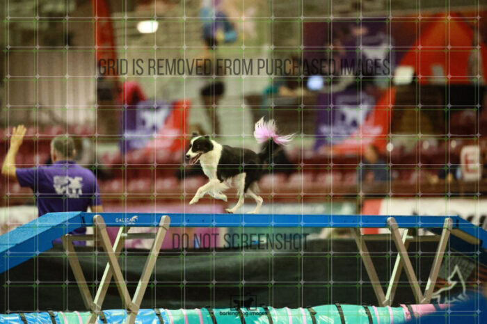Lanna_Polazzi_Thursday_Masters_Agility_Heat_109_SH_0448