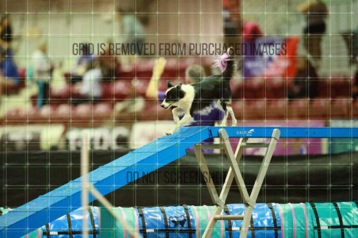 Lanna_Polazzi_Thursday_Masters_Agility_Heat_109_SH_0452