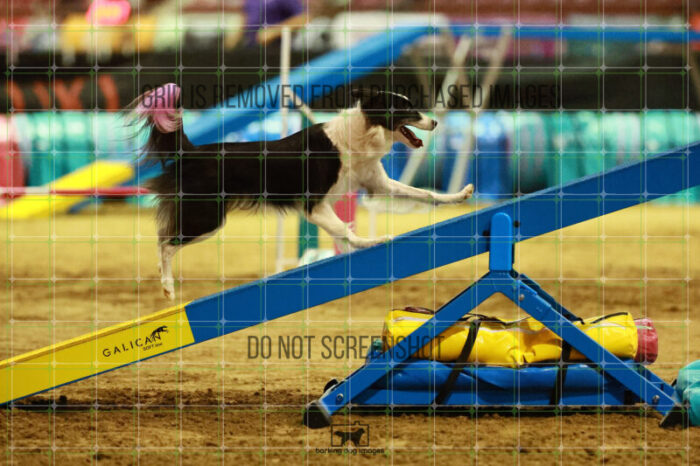 Lanna_Polazzi_Thursday_Masters_Agility_Heat_109_SH_0489