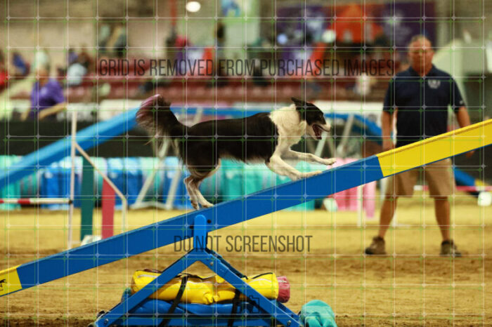 Lanna_Polazzi_Thursday_Masters_Agility_Heat_109_SH_0493