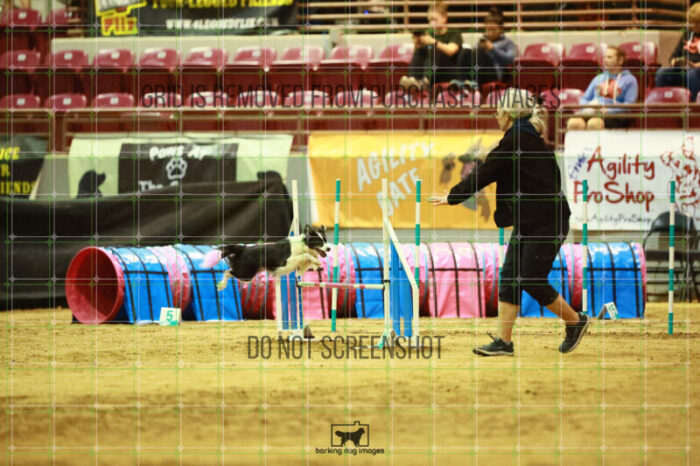 Lanna_Polazzi_Thursday_Masters_Agility_Heat_109_SH_0504