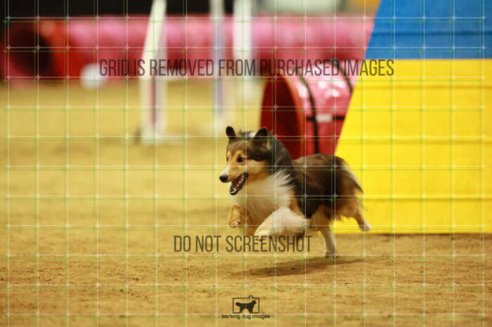 Jackpot_Arnett_Saturday_OpenAgility_147_VW_2005