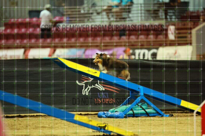 Jackpot_Arnett_Saturday_OpenAgility_147_VW_2019