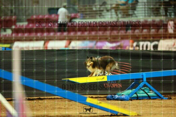 Jackpot_Arnett_Saturday_OpenAgility_147_VW_2021