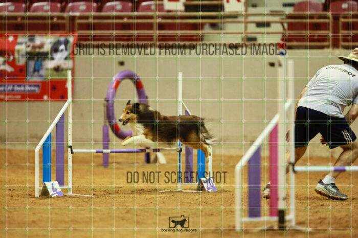 Jackpot_Arnett_Saturday_OpenAgility_147_VW_2030