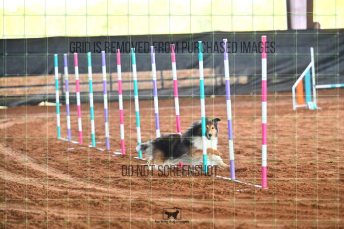Jackpot_Arnett_Saturday_WTAJumping_154_LB_1574