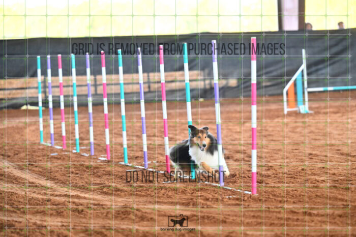 Jackpot_Arnett_Saturday_WTAJumping_154_LB_1576