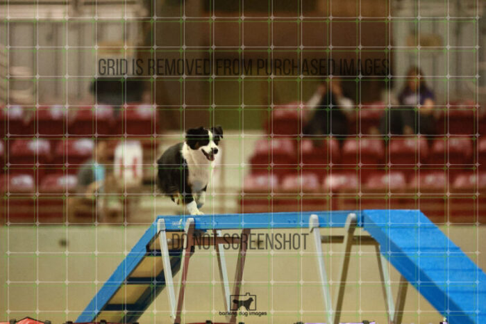 Katie_Neel_Round_1_Agility_172_KO_7684