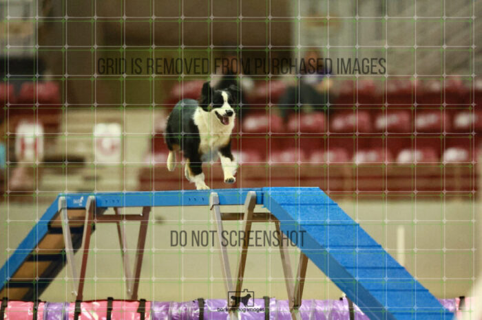 Katie_Neel_Round_1_Agility_172_KO_7687