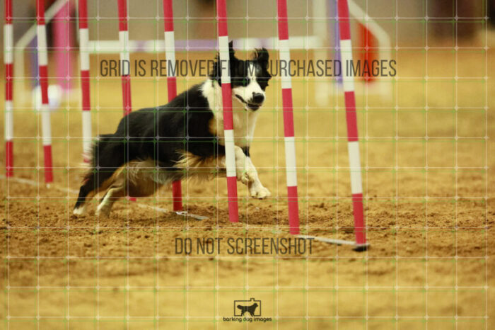 Katie_Neel_Round_1_Agility_172_KO_7698