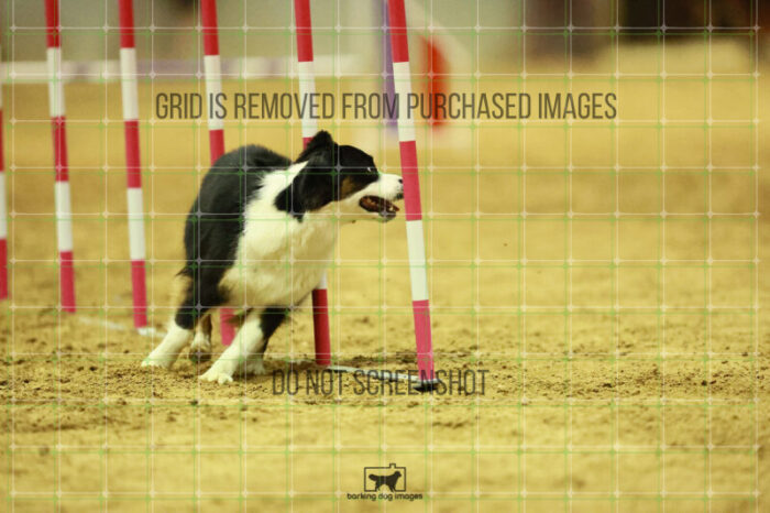 Katie_Neel_Round_1_Agility_172_KO_7700