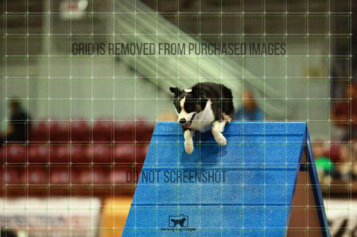 Katie_Neel_Saturday_OpenAgility_200_KO_4883
