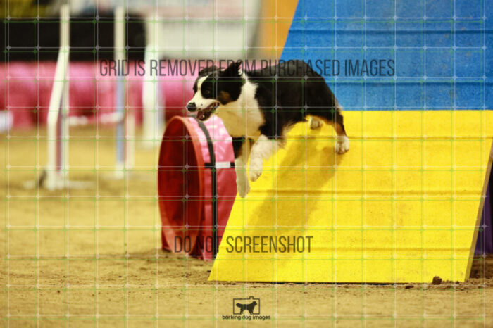 Katie_Neel_Saturday_OpenAgility_200_KO_4886