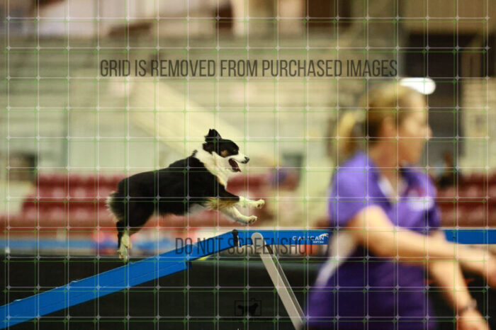 Katie_Neel_Saturday_OpenAgility_200_KO_4891